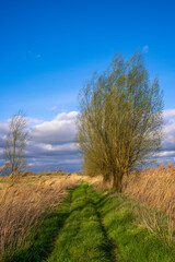 Obraz premium ein grünes Feld vor bewölktem Himmel - Biest Houtacker