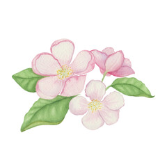Watercolor apple blossoms and green leaves hand-painted.