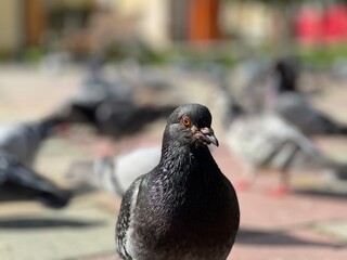 pigeon in the city