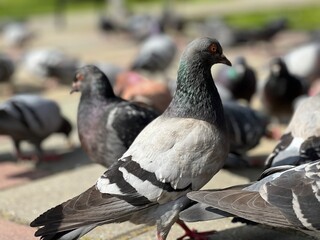 pigeons in the park