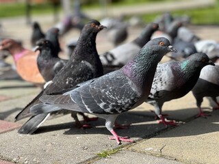 Pigeons in the city