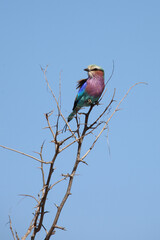 Gabelracke / Lilac-breasted roller / Coracias caudata