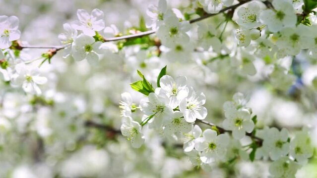 Spring background of white cherry tree branch blossom. Close up Generative AI