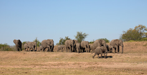 Fototapeta premium Afrikanischer Elefant / African elephant / Loxodonta africana