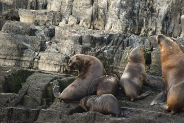 Lobo marino de un pelo en Ushuaia, Tierra del Fuego.