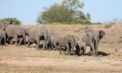 Fototapeta premium Afrikanischer Elefant / African elephant / Loxodonta africana