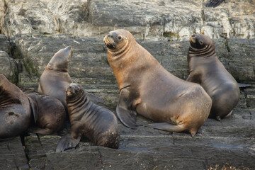 Lobo marino de un pelo en Ushuaia, Tierra del Fuego. © TC2412
