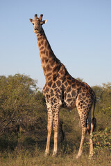Naklejka na ściany i meble Giraffe / Giraffe / Giraffa camelopardalis