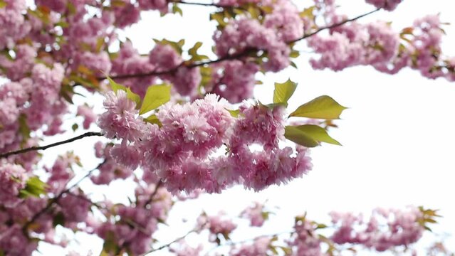 Beautiful view of the blossoming sakura tree.