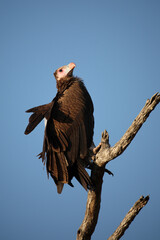 Wollkopfgeier / White-headed vulture / Trigonoceps occipitalis