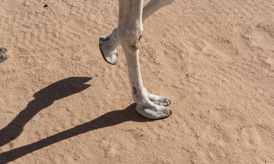 Fototapeta na wymiar Camel legs in close-up. Camel walking on the sand in the desert.