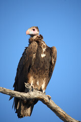 Wollkopfgeier / White-headed vulture / Trigonoceps occipitalis