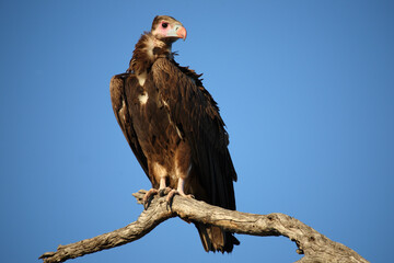 Wollkopfgeier / White-headed vulture / Trigonoceps occipitalis
