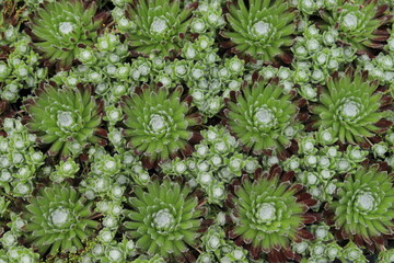 Sempervivum arachnoideum, succulents. Cobweb Houseleeks. Close up.