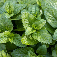 Growing mint close-up, green foliage background, square frame. Mint background, close up and vivid color method