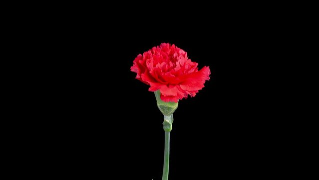 Beautiful Time Lapse of Opening Red Carnation Flower Against a Black Background. 4K.
