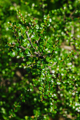 Cotoneaster with green leaves in the garden. Blooming spring plant, nature photography.