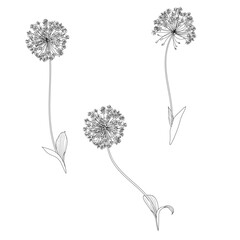Black and White  Allium Sensation Flower Illustration Set