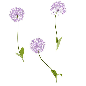 Purple Allium Sensation Flower Illustration Set