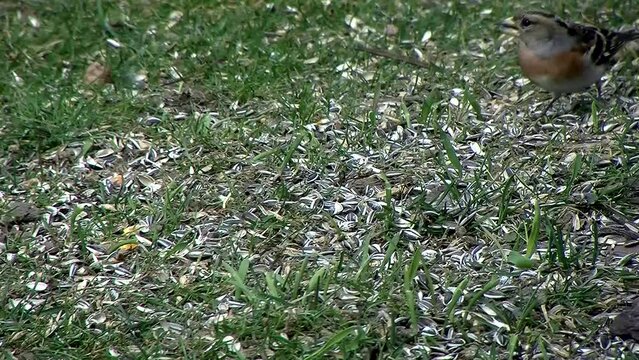 Ein Bergfinken P&auml;rchen piekt Sonnenblumenkerne in der Wiese (Originalton)