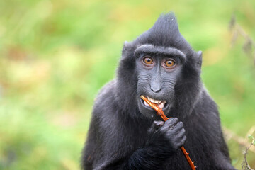 The Celebes crested macaques (Macaca nigra), also known as the crested black macaques, Sulawesi crested macaque, or the black ape - 599055946