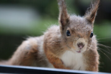 Naklejka na ściany i meble Porträt eines Eichhörnchens am Fenster