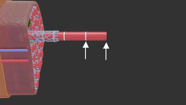 Muscle Cell and Muscle Contraction