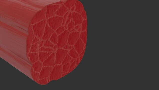 Muscle Cell and Myofibrils