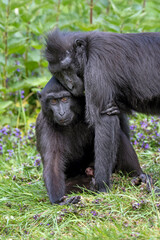 The Celebes crested macaques (Macaca nigra), also known as the crested black macaques, Sulawesi crested macaque, or the black ape