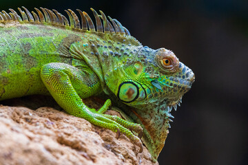 iguana on a rock