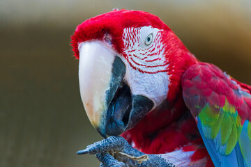 red and yellow macaw