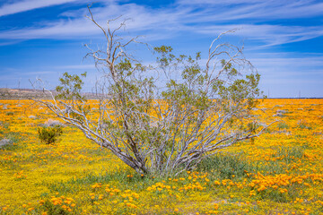 California-Neenach-Super bloom