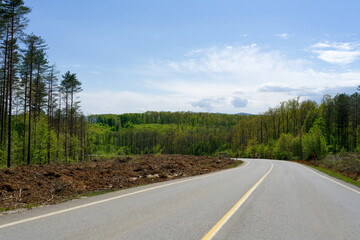 Fototapeta premium Turkey road in the forest