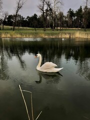 swans on the lake