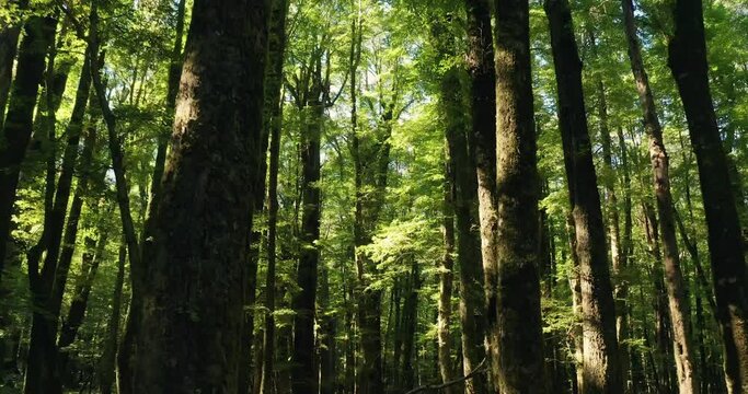 A walk through the forest of New Zealand