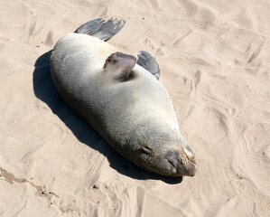 View of Cape fur seal