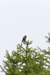 View of spotted nutcracker bird on a tree