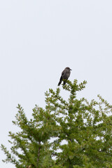 View of spotted nutcracker bird on a tree