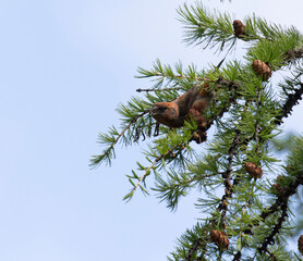 Photo of a red crossbill bird