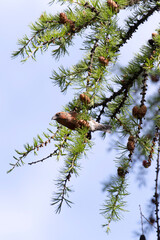 Photo of a red crossbill bird