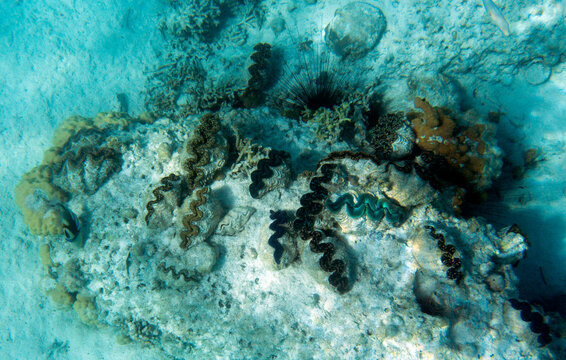 Photo of tridacna clam