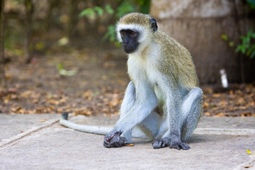 Vervet Monkey Relaxing in Hotel Garden in Kenya