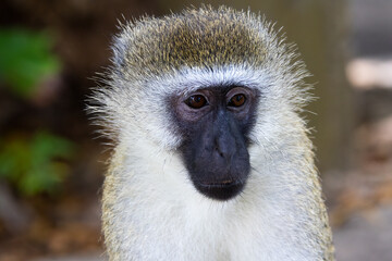 Portrait of a Vervet Monkey in Kenya