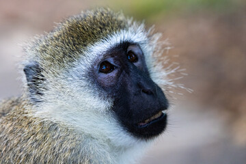 Portrait of a Vervet Monkey in Kenya