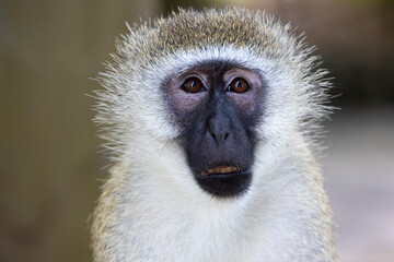 Portrait of a Vervet Monkey in Kenya