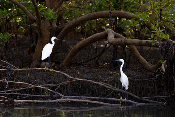 Snowy Egret Perched on a Tree Branch by the Congo River in Kenya