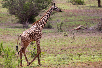 Grace in Motion: Giraffe Galloping Across the Kenyan Tsavo East Savannah