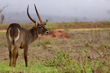 Waterbuck on the Savannah