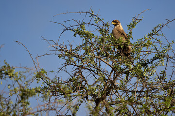 Tawny Eagle Perched on a Tree in Kenyan Savanna
