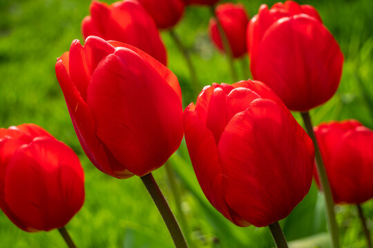 Tulips in a rural garden.
Flowers of spring and spring holidays. There are various colors.
